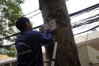 Treo 150 tấm biển trưng cầu ý dân về chặt cây