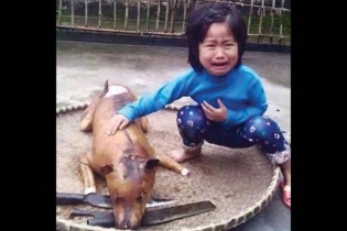 Ai là "chủ nhân" bức ảnh "em bé khóc bên chú chó bị thui vàng" gây chấn động?