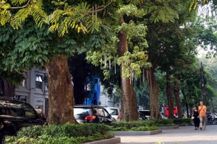 Hà Nội đẹp thanh lịch với những hàng cây xanh