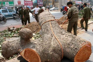 Nỗi đau cây xanh