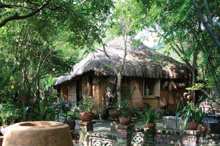 Cây trong vườn nhà: “Không phải vừa đâu”