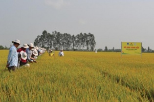 Đạm Cà Mau: Gắn cổ phần hóa với niêm yết