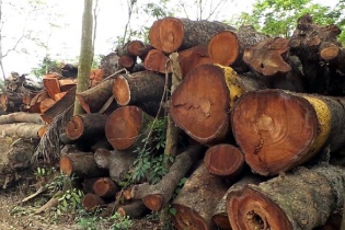 Chủ tịch Hà Nội ký công văn hỏa tốc chuyện cây xanh