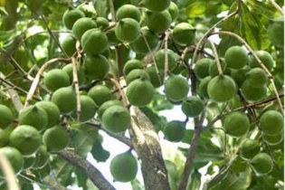 Bộ Nông nghiệp: Đến 2020 chỉ trồng 10.000ha cây Mắc ca