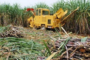 Cao su HAGL đổi tên, lên kế hoạch niêm yết