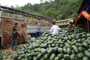 Bộ Công Thương: Giá dưa xuất khẩu lên 10.000 đồng/1kg