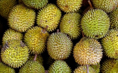 Sầu riêng Việt có thêm “giấy thông hành” vào thị trường lớn nhất thế giới