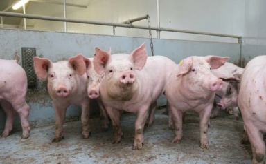 Heo bị tiêu hủy do dịch bệnh được hỗ trợ 40.000 đồng/kg