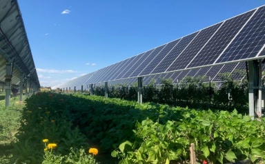 Tìm định nghĩa về 'điện mặt trời nông nghiệp' qua dự án Agri-PV