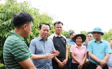 Tập trung chế biến sâu, nâng cao chuỗi giá trị cho vải thiều