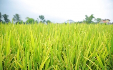 Hà Nội đẩy nhanh thu hoạch lúa xuân, chuẩn bị cho vụ mùa mới