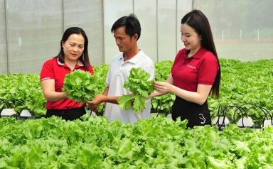 Hộ kinh doanh nông nghiệp được vay tối đa 500 triệu đồng không tài sản thế chấp