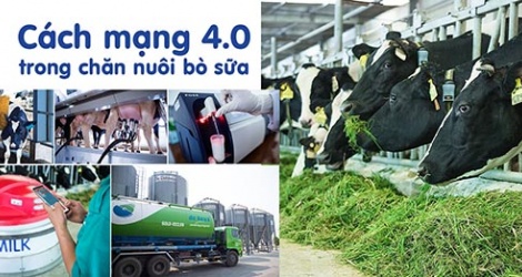 Anh Nguyễn Hữu Tuấn làm giàu từ mô hình nuôi bò sữa trang trại  Kinh  nghiệm làm ăn  Báo ảnh Dân tộc và Miền núi