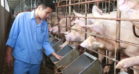 Giá thức ăn chăn nuôi tăng đột biến: Đề xuất giảm thuế nhập khẩu để "hạ nhiệt" - Vimarsana News