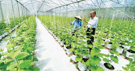 Nâng tầm nông sản Việt: Doanh nghiệp cần thêm lực đẩy