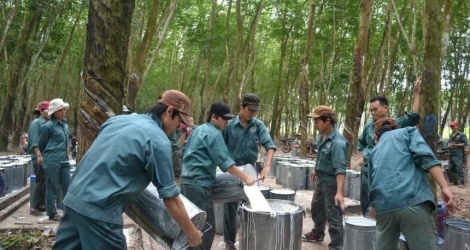 Dự án quy mô 480 ha của Cao su Đồng Phú được chấp thuận đầu tư