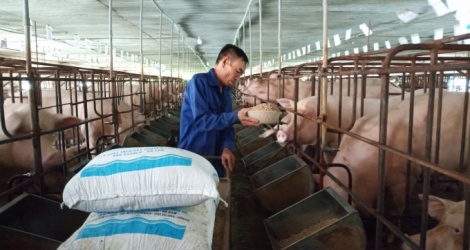 Đề xuất giảm thuế nhập khẩu ngô, lúa mỳ để hạ nhiệt giá thức ăn chăn nuôi - Vimarsana News