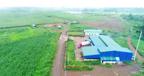 3 năm bán rơm hữu cơ cho Vinamilk, Hoa Nắng có thể thu về 1 triệu USD