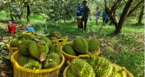 Xây dựng thương hiệu quốc gia cho sầu riêng Việt Nam gắn với chỉ dẫn địa lý