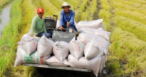 Đề nghị bỏ tiêu chí dự trữ lưu thông khi xếp hạng thương nhân xuất khẩu gạo