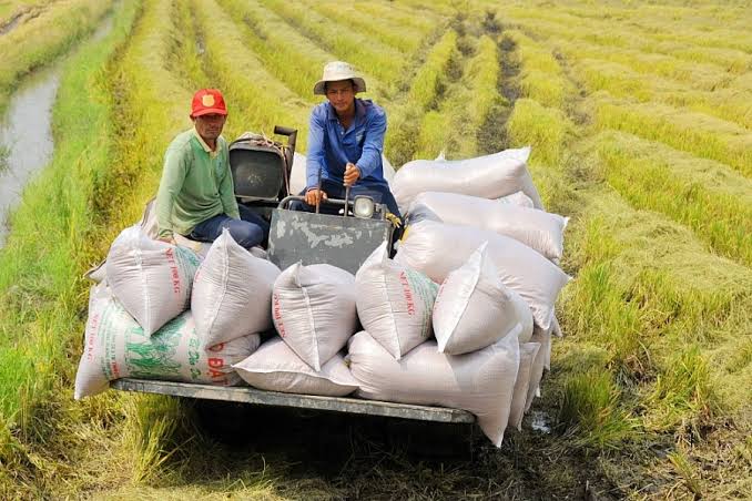 xuất khẩu gạo xuất khẩu gạo